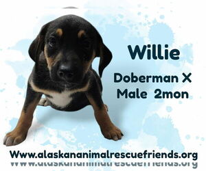 Doberman Pinscher-Unknown Mix Dogs for adoption in Anchorage, AK, USA
