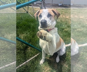Boxer-Unknown Mix Dogs for adoption in Sandy, UT, USA