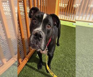 American Pit Bull Terrier-Unknown Mix Dogs for adoption in Las Vegas, NV, USA