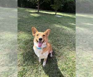 Pembroke Welsh Corgi-Unknown Mix Dogs for adoption in Princeton, MN, USA