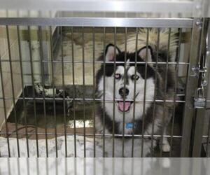 Alaskan Malamute Dogs for adoption in Upland, CA, USA