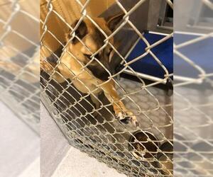 Carolina Dog Dogs for adoption in Georgetown, TX, USA