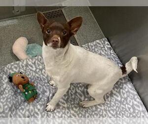 Fox Terrier (Toy)-Unknown Mix Dogs for adoption in Orange, CA, USA