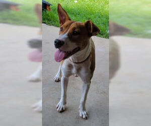 Bulldog-Unknown Mix Dogs for adoption in Mobile, AL, USA