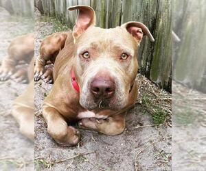 American Staffordshire Terrier-Unknown Mix Dogs for adoption in Alva, FL, USA