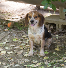 Beagle Dogs for adoption in Nesbit, MS, USA
