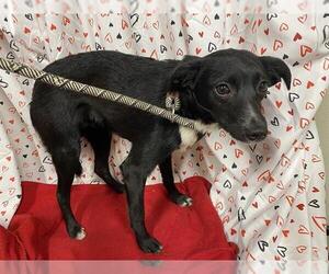 Chihuahua-Unknown Mix Dogs for adoption in Modesto, CA, USA