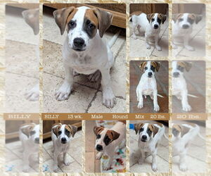 Mutt Dogs for adoption in Mesa, AZ, USA