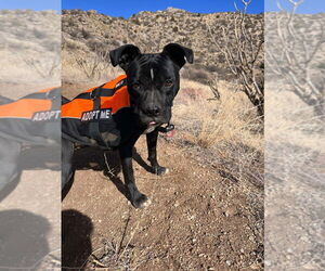 American Pit Bull Terrier Dogs for adoption in Albuquerque, NM, USA
