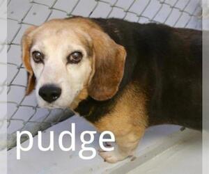 Beagle Dogs for adoption in Augusta, GA, USA