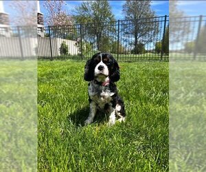 Cavalier King Charles Spaniel Dogs for adoption in Holland, MI, USA