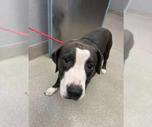 American Pit Bull Terrier-Unknown Mix Dogs for adoption in Las Vegas, NV, USA