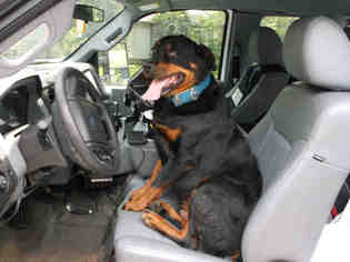 Rottweiler Dogs for adoption in Murfreesboro, TN, USA