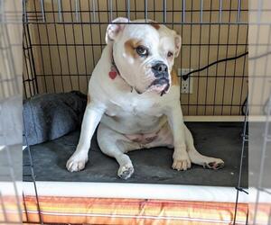Bulldog Dogs for adoption in Newtown, PA, USA