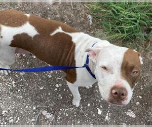 American Pit Bull Terrier Dogs for adoption in Corpus Christi, TX, USA