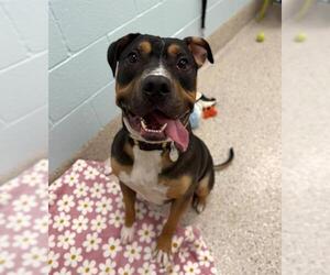 Mutt Dogs for adoption in Brighton, CO, USA