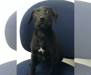 Mutt Dogs for adoption in Fayetteville, NC, USA