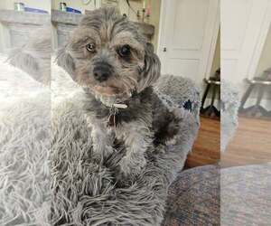 Mutt Dogs for adoption in Greenville, SC, USA