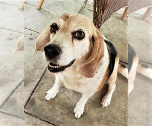 Beagle Dogs for adoption in Key Largo, FL, USA