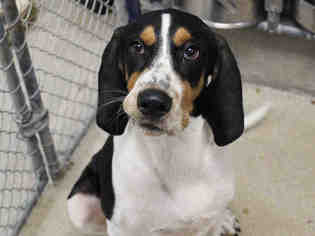 American Foxhound Dogs for adoption in Fort Wayne, IN, USA