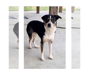 Australian Shepherd-Unknown Mix Dogs for adoption in Mooresville, NC, USA