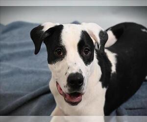 American Pit Bull Terrier-Labrador Retriever Mix Dogs for adoption in Fort Collins, CO, USA