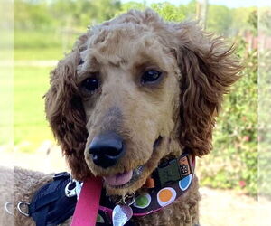 Poodle (Standard) Dogs for adoption in Pacolet, SC, USA