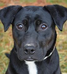 Labrador Retriever-Unknown Mix Dogs for adoption in Nashville, IN, USA