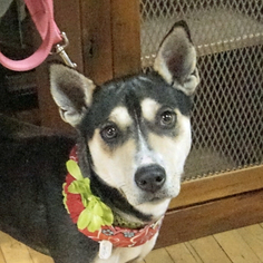 Alaskan Husky-German Shepherd Dog Mix Dogs for adoption in Oakhurst, NJ, USA