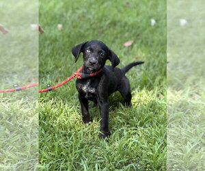 Mutt Dogs for adoption in Yardley, PA, USA