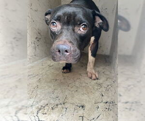 American Pit Bull Terrier Dogs for adoption in West Palm Beach, FL, USA