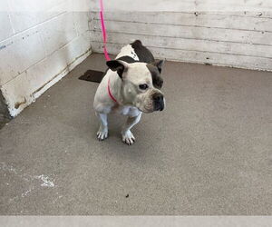Bulldog Dogs for adoption in San Bernardino, CA, USA
