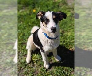 Border Collie-Unknown Mix Dogs for adoption in Brewster, MA, USA
