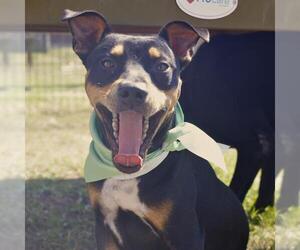 Mutt Dogs for adoption in San Antonio, TX, USA