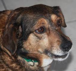 Beagle-Unknown Mix Dogs for adoption in Blakeslee, PA, USA