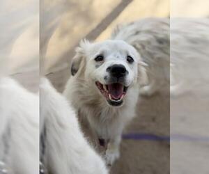 Australian Shepherd-Cocker Spaniel Mix Dogs for adoption in Santa Maria, CA, USA