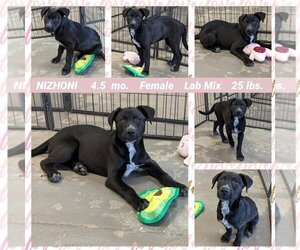 Borador Dogs for adoption in Mesa, AZ, USA