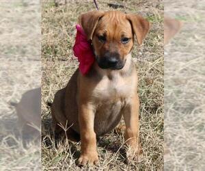 Bullboxer Pit Dogs for adoption in Bandera, TX, USA