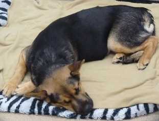 Medium Photo #1 German Shepherd Dog-Unknown Mix Puppy For Sale in Zanesville, OH, USA