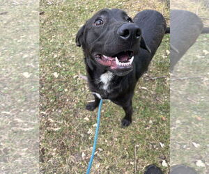 Basset Hound-Unknown Mix Dogs for adoption in Tacoma, WA, USA