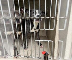 Staffordshire Bull Terrier-Unknown Mix Dogs for adoption in Oklahoma City, OK, USA