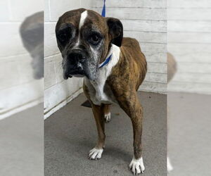 Boxer Dogs for adoption in San Bernardino, CA, USA
