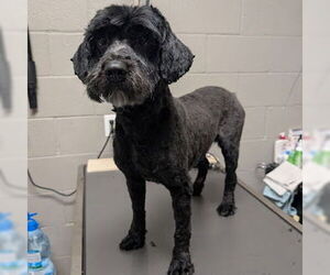 Poodle (Standard)-Unknown Mix Dogs for adoption in Las Vegas, NV, USA