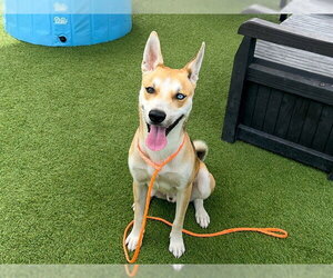 Shiba Inu-Siberian Husky Mix Dogs for adoption in Orange, CA, USA