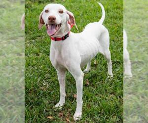Pointer-Unknown Mix Dogs for adoption in Miami, FL, USA