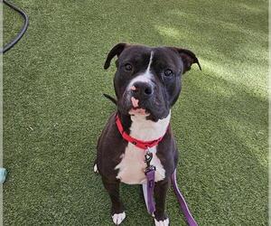 American Pit Bull Terrier-Unknown Mix Dogs for adoption in Las Vegas, NV, USA