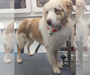 Australian Shepherd-Unknown Mix Dogs for adoption in Grafton, WI, USA