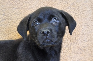 Labrador Retriever Dogs for adoption in New Iberia, LA, USA