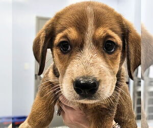 Mutt Dogs for adoption in Maryville, TN, USA