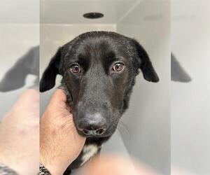 Labrador Retriever-Unknown Mix Dogs for adoption in Houston, TX, USA